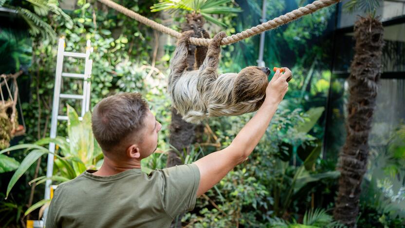 Lietuvos zoologijos sode – naujokas tinginys