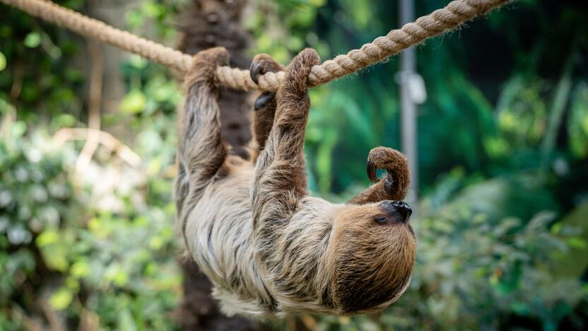 Lietuvos zoologijos sode – naujokas tinginys