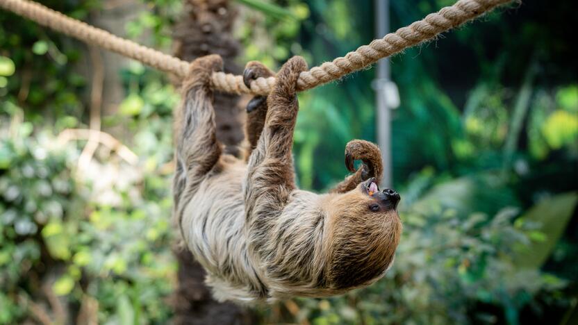 Lietuvos zoologijos sode – naujokas tinginys