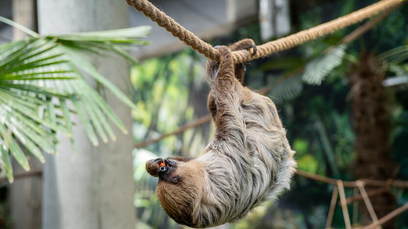 Lietuvos zoologijos sode – naujokas tinginys