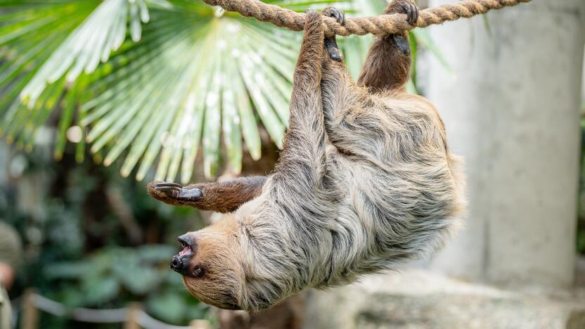 Lietuvos zoologijos sode – naujokas tinginys