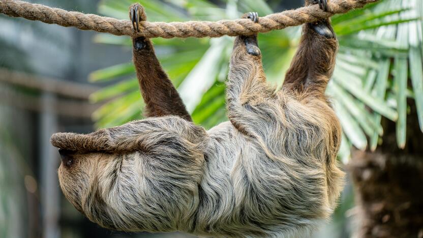 Lietuvos zoologijos sode – naujokas tinginys