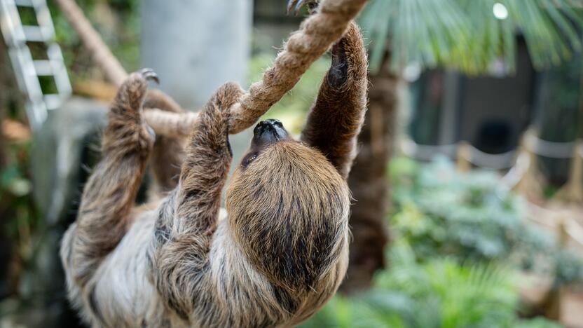 Lietuvos zoologijos sode – naujokas tinginys