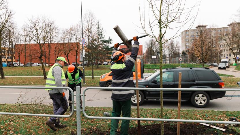 Pakeis: Šiaurės prospekte teks atsodinti pusę medelių.