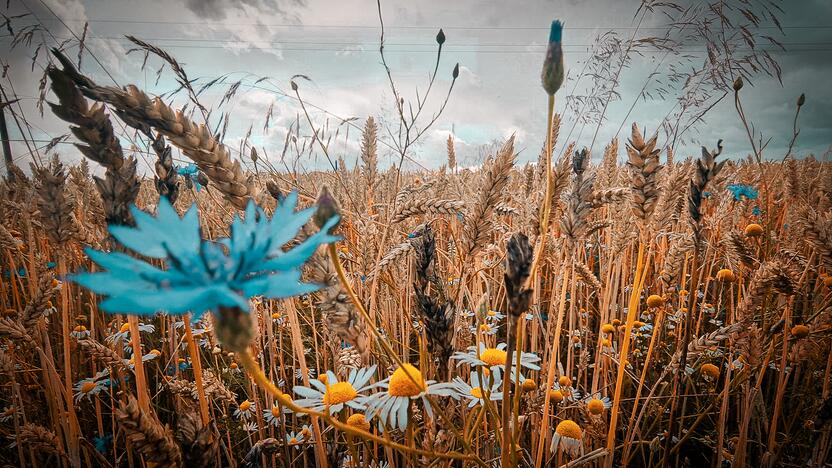 A. Verygos fotografijų paroda