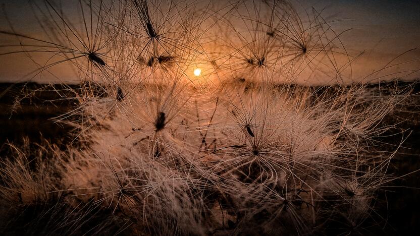 A. Verygos fotografijų paroda