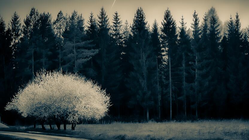 A. Verygos fotografijų paroda