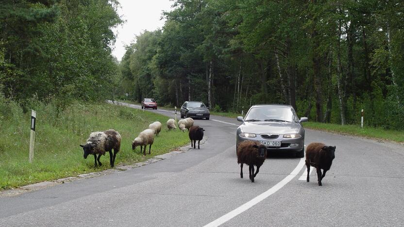 Likimas: prieš keletą metų vietinės gyventojos augintos avys buvo išguitos iš Neringos miškų, o šiuo metu gamtosaugininkai pasiruošę mokėti pinigus, kad tik jos nuėstų parko žolę.