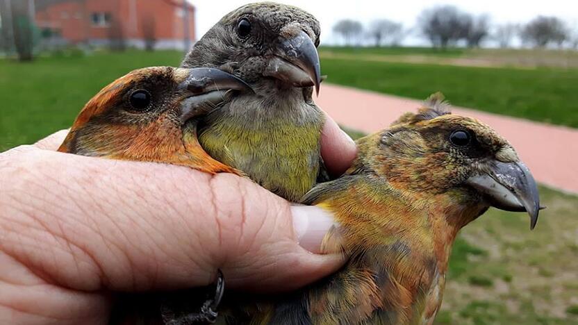 Trio: į Ventės rago tinklus papuolė eglinių kryžiasnapių trijulė – žalsva apykakle puošta patelė ir rusvi patinėliai.