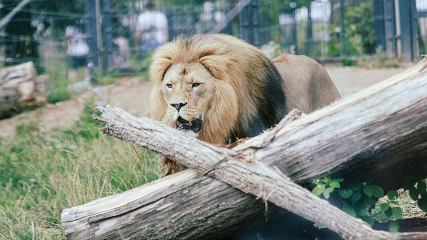 Lietuvos zoologijos sode liūtai švenčia savo gimtadienį