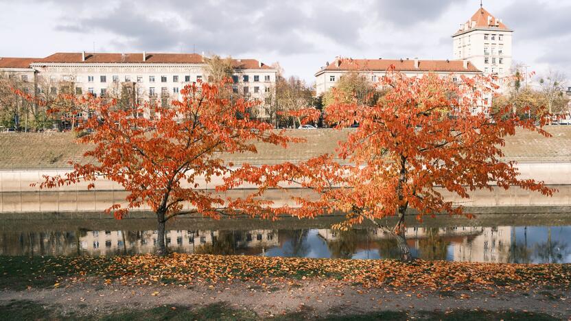 Rudenį – sakuros Nemuno saloje