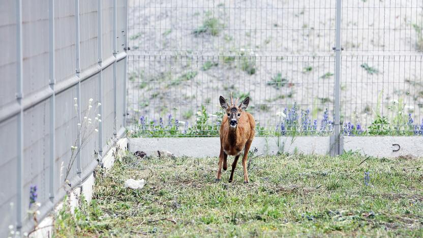 Negalima: išvydus laukinį gyvūną, nereikėtų jo gąsdinti.