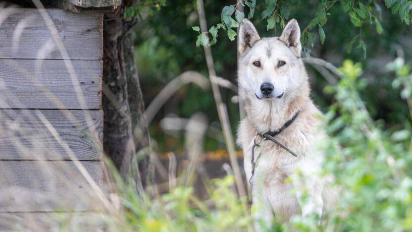 Neišbaigta: veterinarijos gydytojai pastebi, kad pagal įstatymą turi būti paženklinti visi augintiniai, nes paskui grės atsakomybė, bet nei kontrolės, nei mechanizmo nėra.