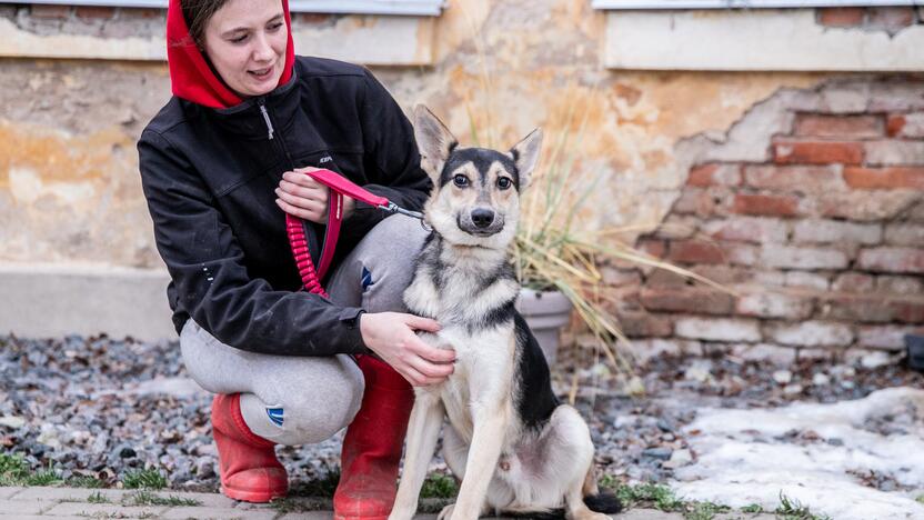 Kauno prieglaudas perpildė beglobiai gyvūnai