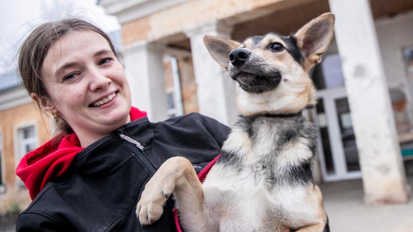 Kauno prieglaudas perpildė beglobiai gyvūnai