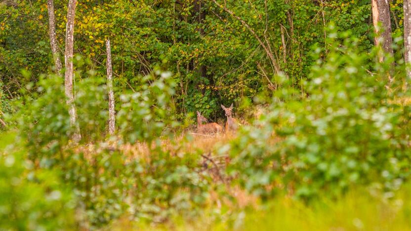 Jautrūs: elniai – baikštūs gyvūnai, pajutę ką nors įtartina, greitai sprunka gilyn į mišką, todėl juos stebėti ilgesnį laiką sudėtinga.