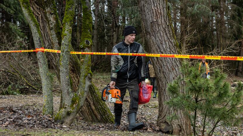 Į Radikius grįžo nelegalūs medžių kirtėjai