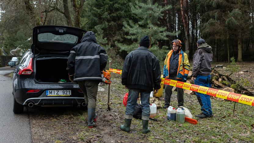 Į Radikius grįžo nelegalūs medžių kirtėjai