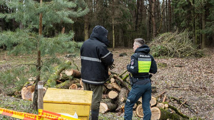 Į Radikius grįžo nelegalūs medžių kirtėjai