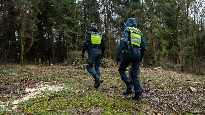 Į Radikius grįžo nelegalūs medžių kirtėjai