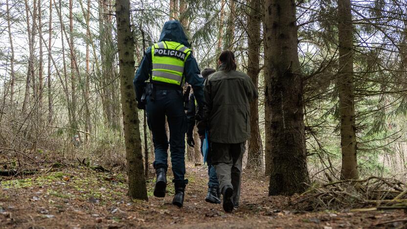 Į Radikius grįžo nelegalūs medžių kirtėjai