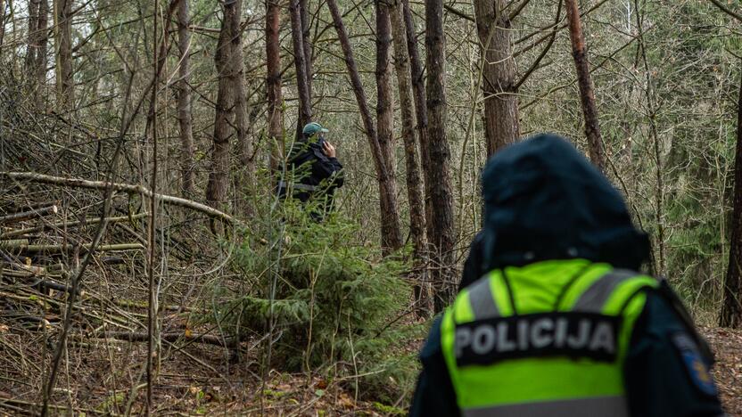 Į Radikius grįžo nelegalūs medžių kirtėjai