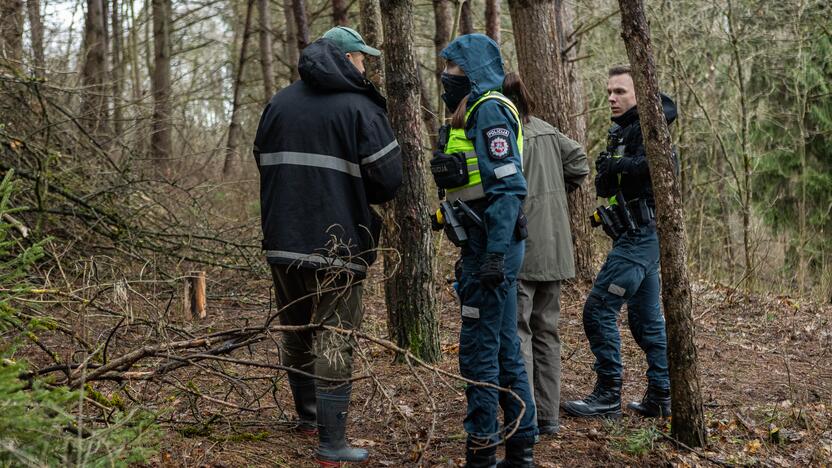 Į Radikius grįžo nelegalūs medžių kirtėjai