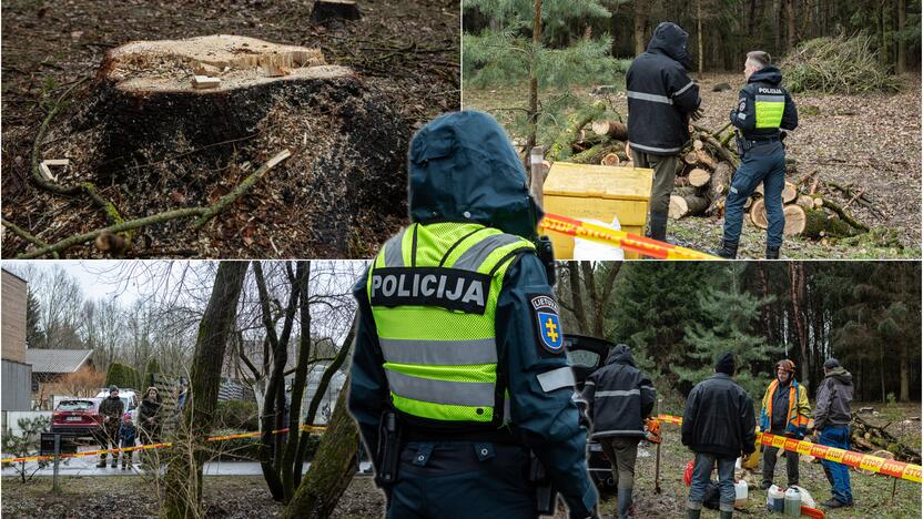 Į Radikius grįžo nelegalūs medžių kirtėjai