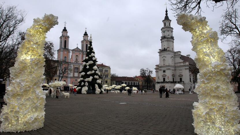 Kauno eglutė laukia įžiebimo šventės