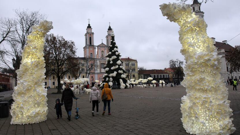 Kauno eglutė laukia įžiebimo šventės