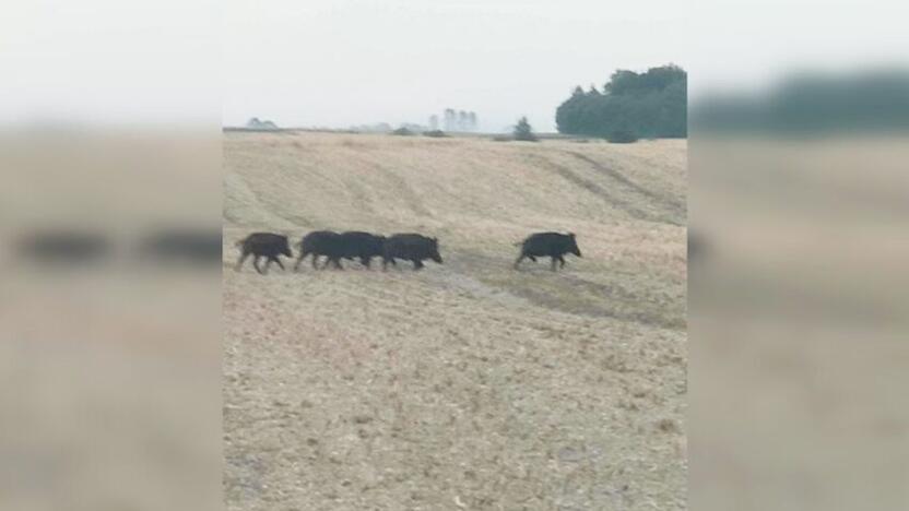 Vieną vakarą E. Mileris pamatė ir užfiksavo tokį vaizdą, kuris ilgam įsirėžė į atmintį – net 22-iejų šernų ir jų mažylių būrį.