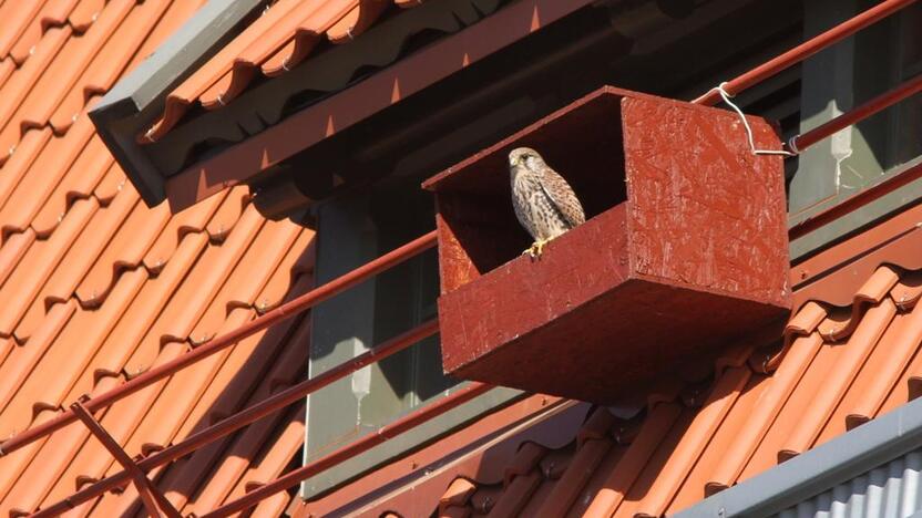 Įsikūrė: į Lietuvos raudonąją knygą įrašyti pelėsakaliai mėgsta žmonių kaimynystę – Klaipėdoje kasmet peri 10–17 šių paukščių porų.