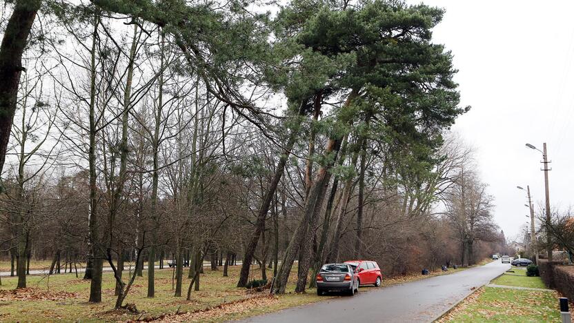 Reakcija: kai kurie gyventojai nesibaimina statyti automobilių po pasvirusiomis pušimis.