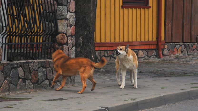 Mieste be priežiūros klajojanti Rytų Sibiro laika varo siaubą gyventojams.