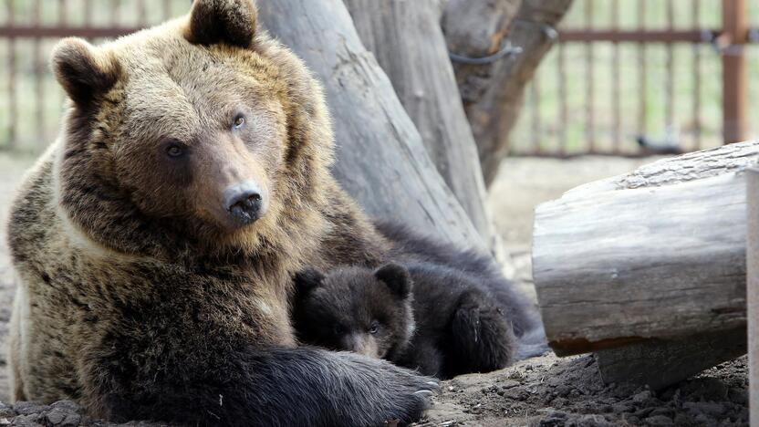 Susidūrimas: kol kas Klaipėdos rajono gyventojai gyvas meškas gali apžiūrėti tik zoologijos soduose, tačiau gandai apie Telšių rajone klaidžiojantį žvėrį vis dėlto kelia nerimą.