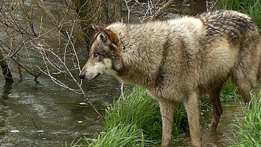 Žala: Klaipėdos rajone šiemet vilkai jau papjovė 15 galvijų, ūkininkai raginami kreiptis dėl kompensacijų.