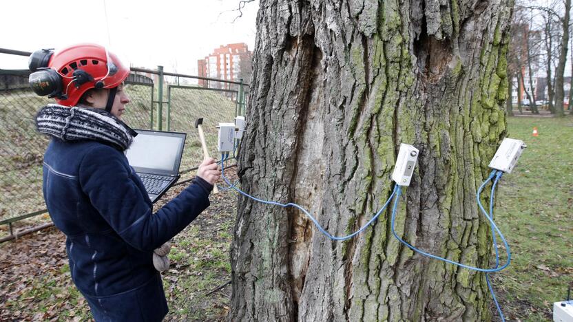 Laikas: arboristai šimtamečius ąžuolus vertino prieš mėnesį.