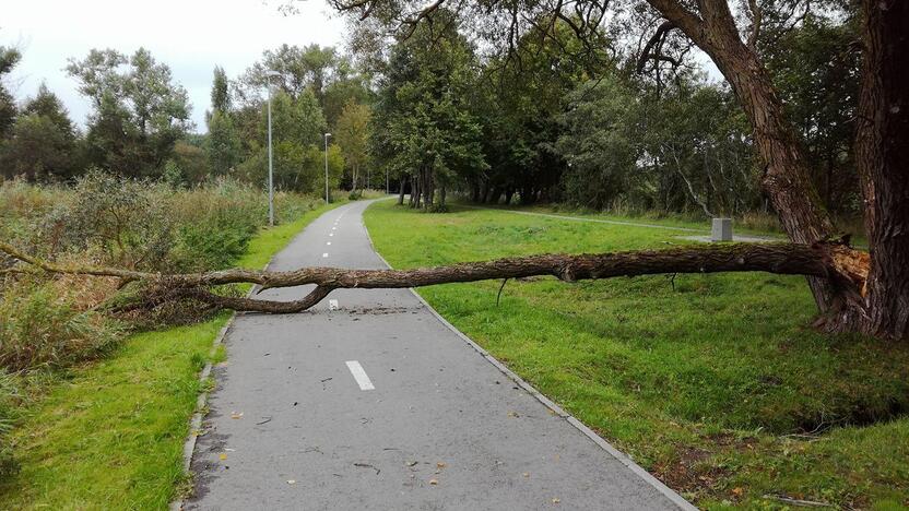 Kliūtis: po audringos nakties ant dviračių tako vėl nuvirto nemenkas medis.