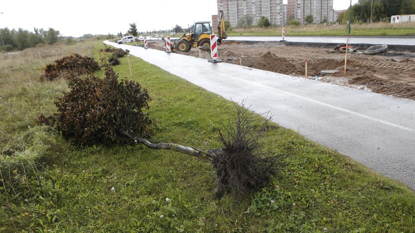 Neūkiškumas: gyventojus papiktino, kad Jūrininkų prospektą tvarkantys kelininkai barbariškai išrovė ne taip seniai pasodintus jaunus ąžuoliukus ir numetė juos į pašalę.