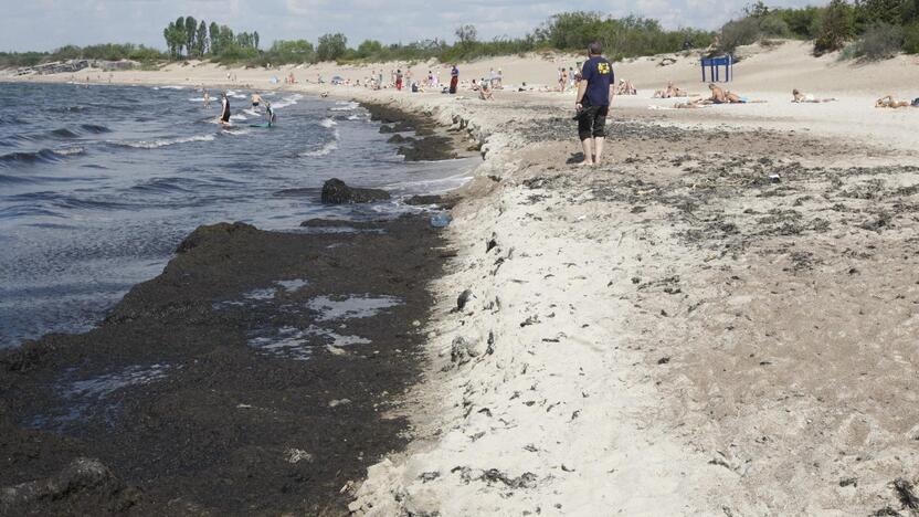 Vaizdelis: šiuo metu kelią į vandenį Melnragėje užstoja dumblių sankaupos.