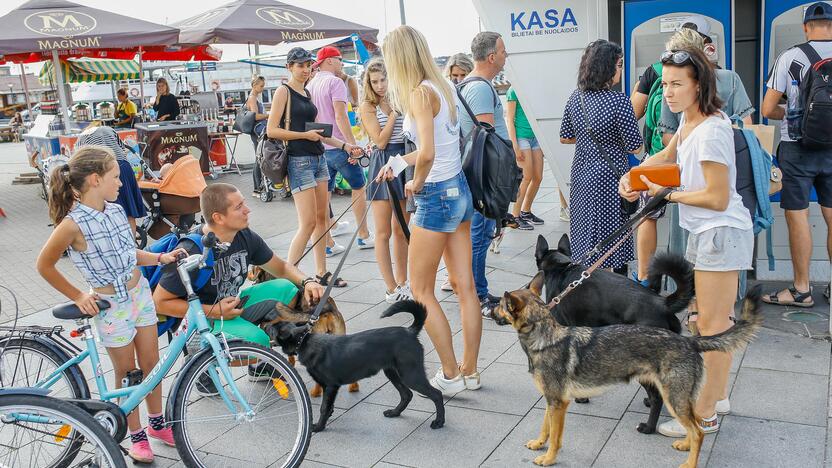 Prisijungė: šiemet ir klaipėdiečiai, paminėję Tarptautinę benamių gyvūnų dieną, tapo gyvūnams neabejingo pasaulio dalimi.