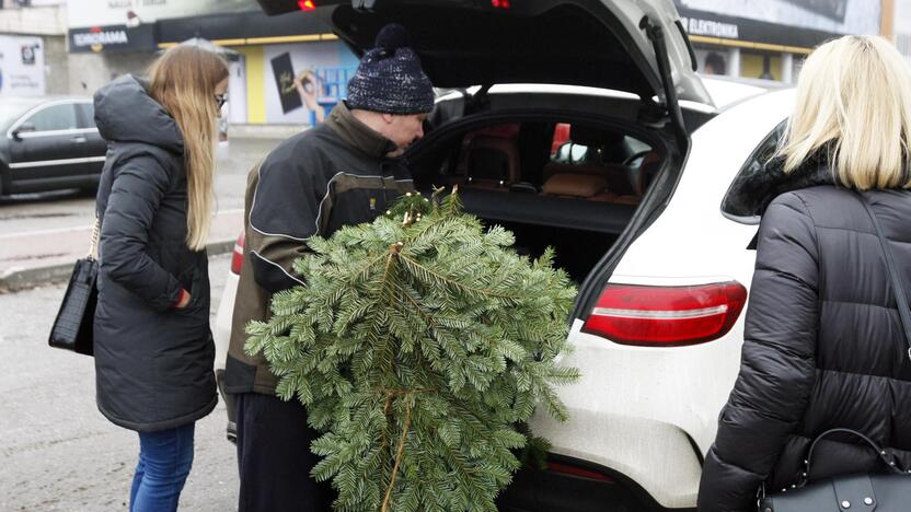 Pasirinkimas: žmonės vis labiau ima vertinti gyvas egles, jų kvapą ir natūralumą.