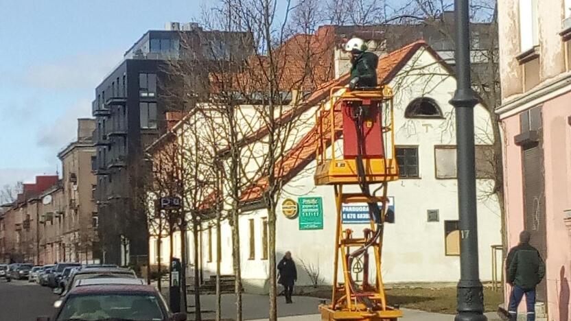 Darbai: uostamiestyje prasidėjo pavasariniai medžių genėjimo darbai.