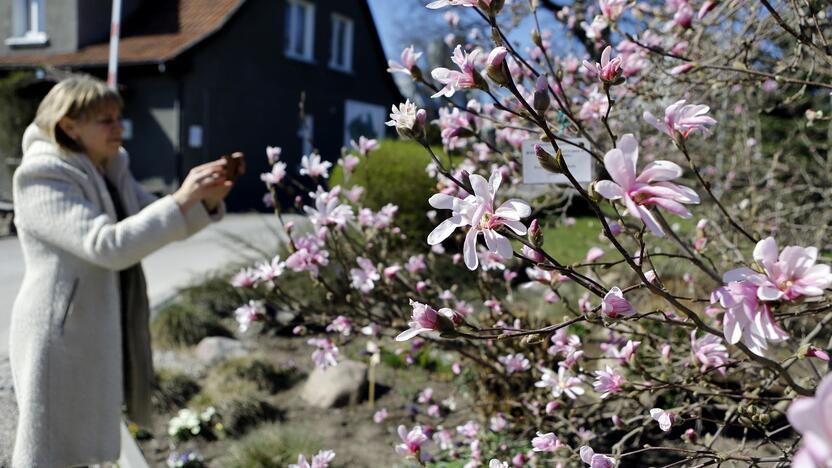 Vilionė: magnolijos yra bene dažniausiai fotografuojami ir nuostabą keliantys augalai.