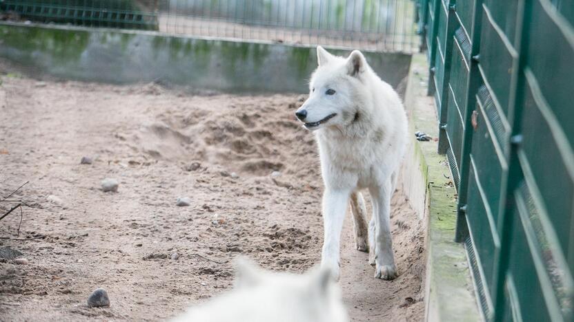 Gyvūnų Kalėdos zoologijos sode