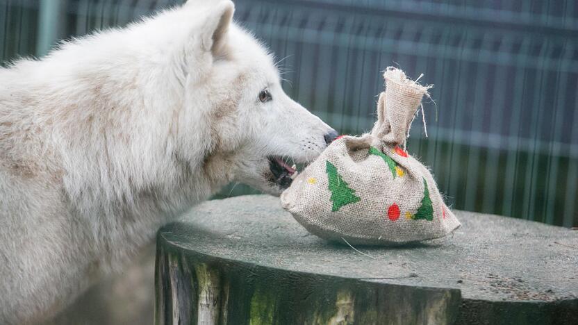 Gyvūnų Kalėdos zoologijos sode