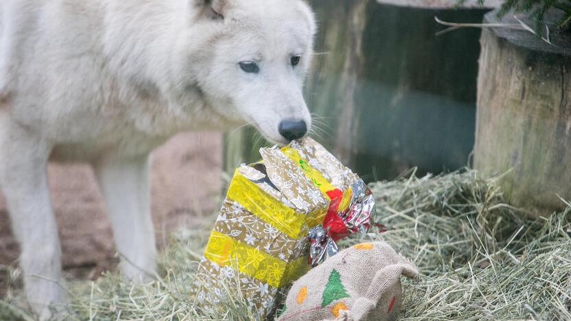 Gyvūnų Kalėdos zoologijos sode