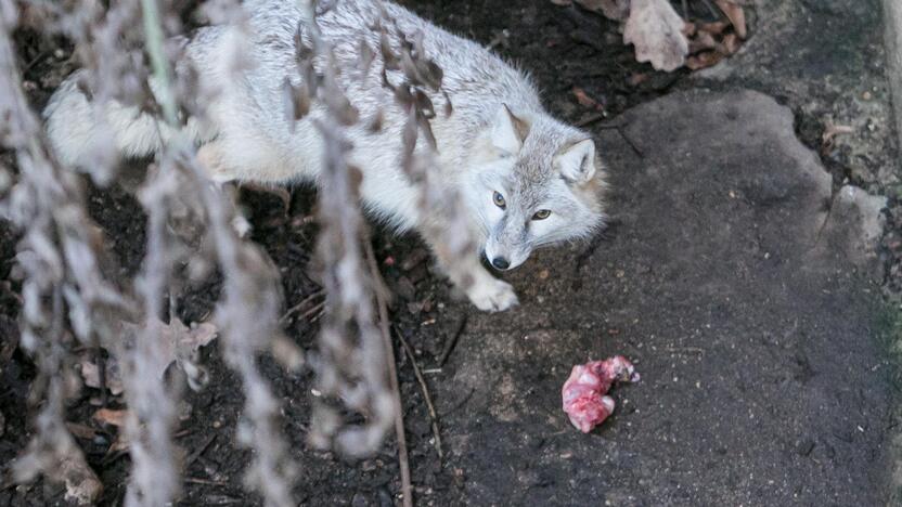 Gyvūnų Kalėdos zoologijos sode