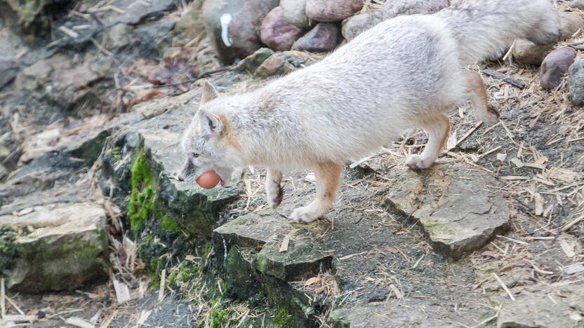 Gyvūnų Kalėdos zoologijos sode