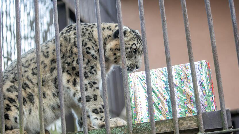 Gyvūnų Kalėdos zoologijos sode